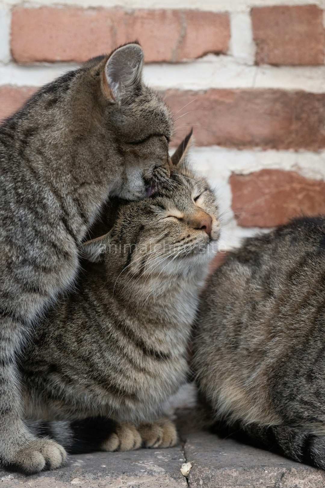 Reel 4