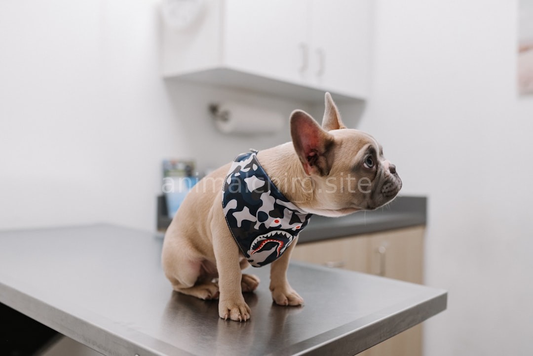 Vet Clinic Interior