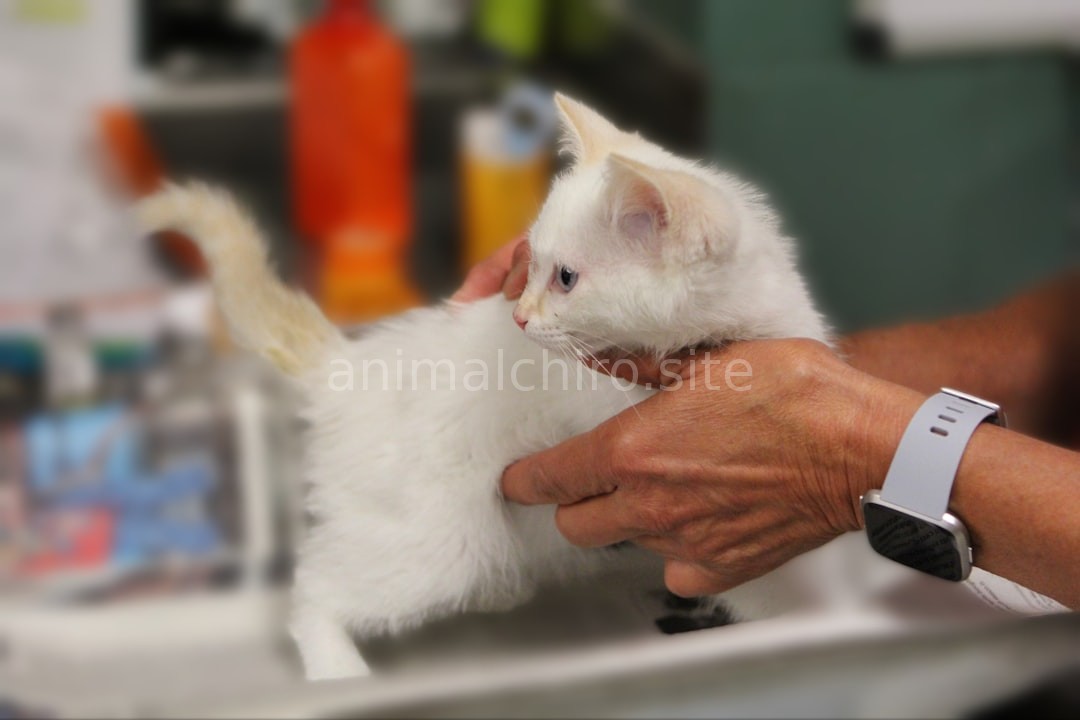 Veterinary Neurological Care